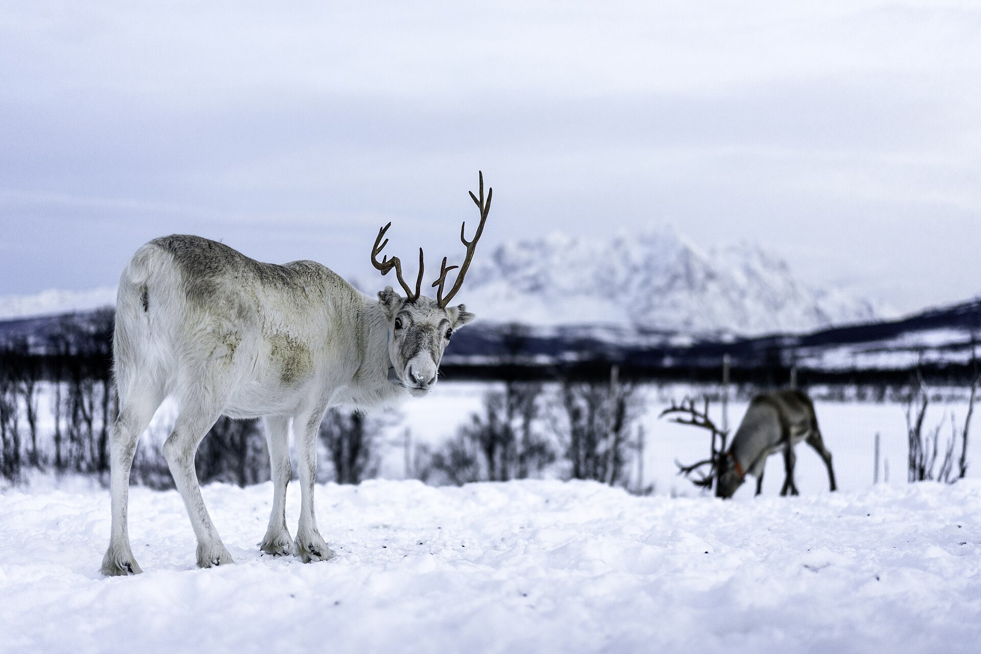 A reindeer near Tromsø in winter