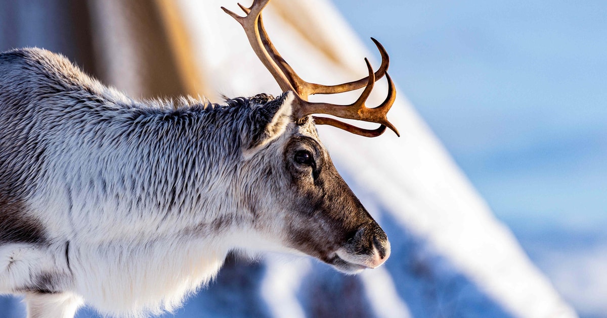 Reindeer encounter at a snowy Sámi camp