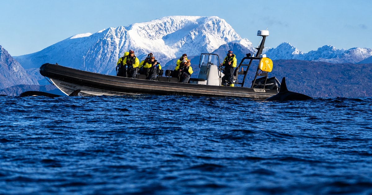 RIB whale-watching expedition in the waters near Skjervøy