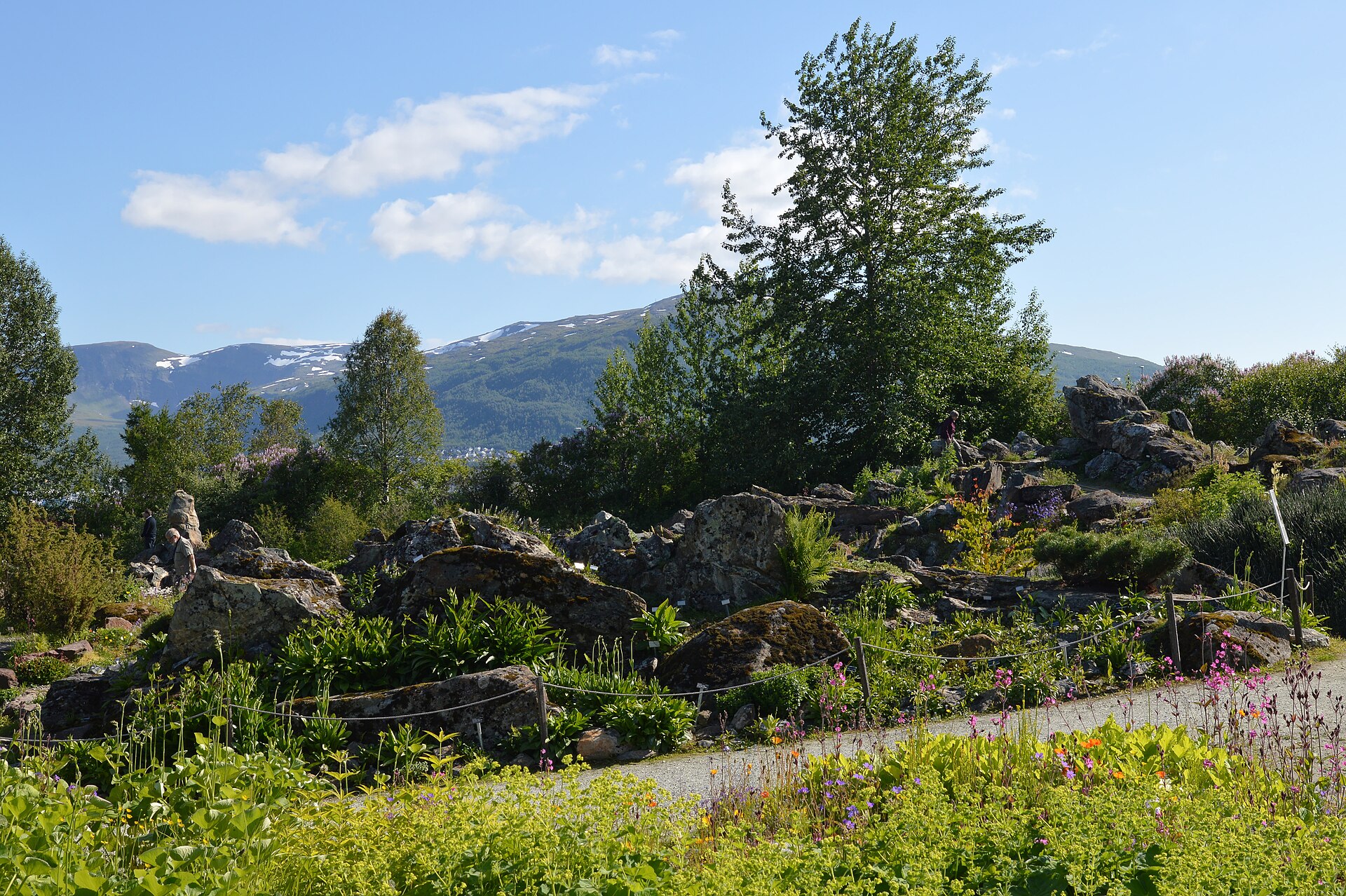 Rock beds, gravel path and flowers at Tromsø Arctic-Alpine Botanical Garden