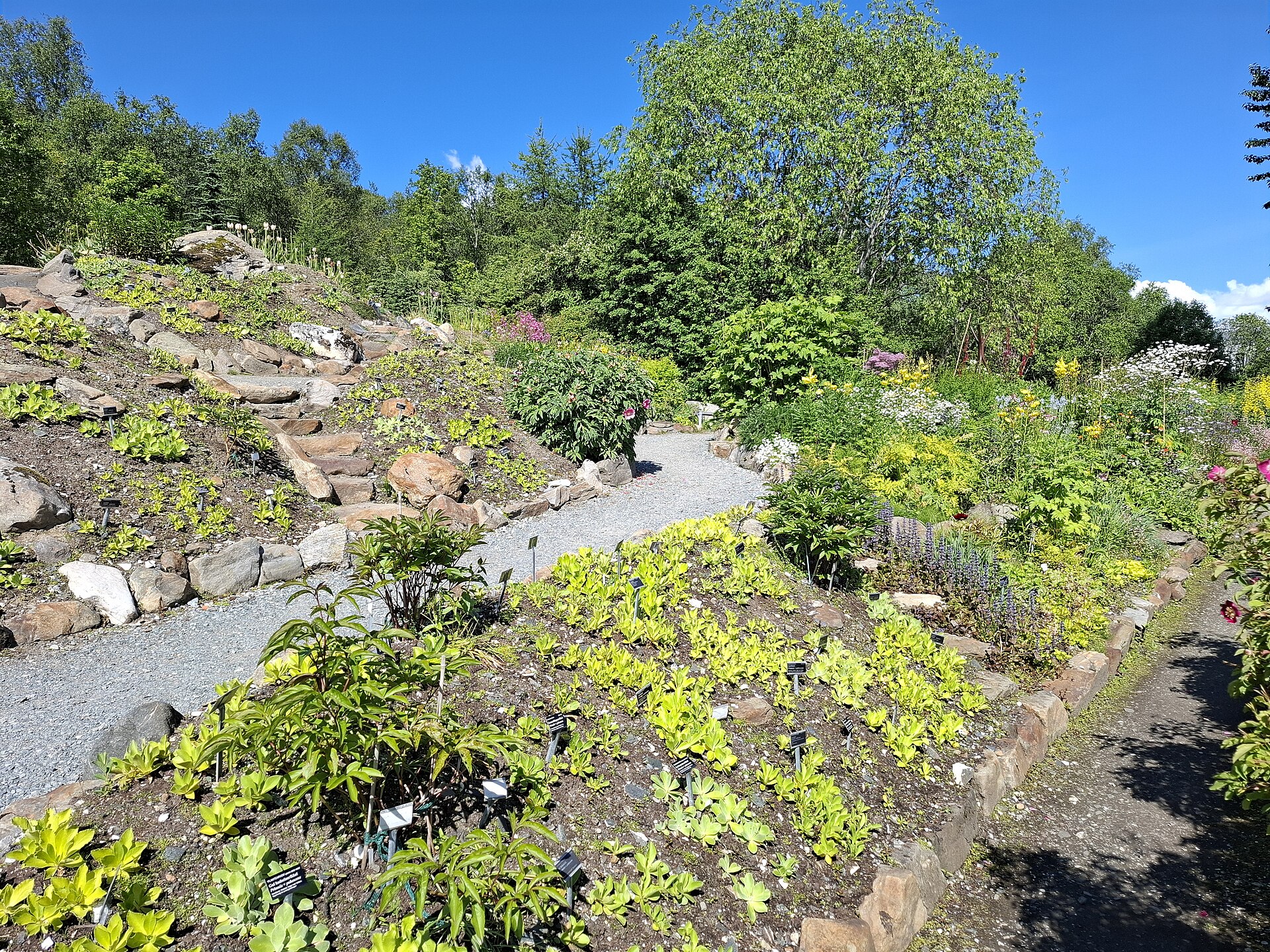 Rock beds, planted flowers and paths at Tromsø Arctic-Alpine Botanical Garden in July