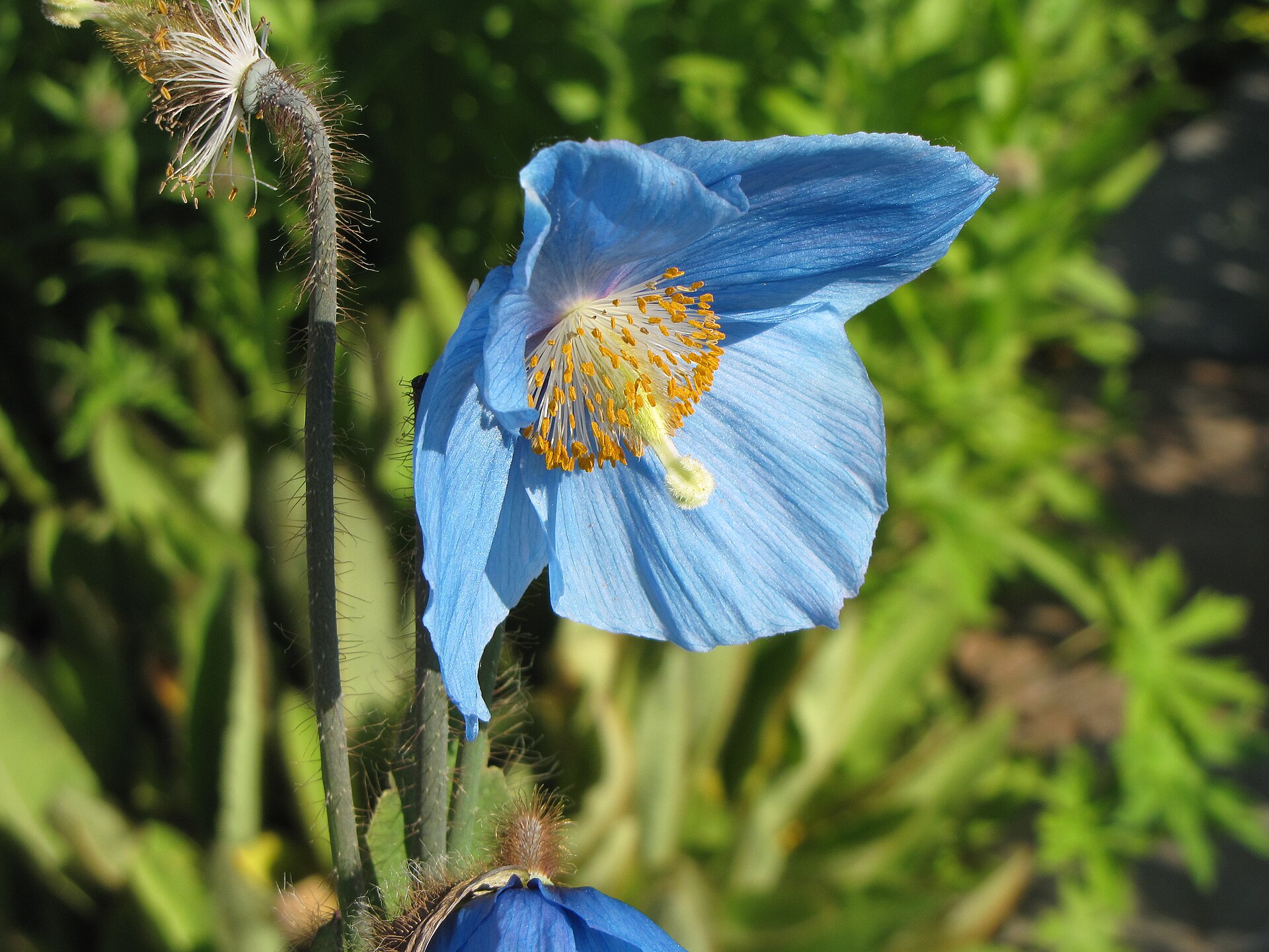 Blue Meconopsis poppy flowering in Tromsø Arctic-Alpine Botanical Garden