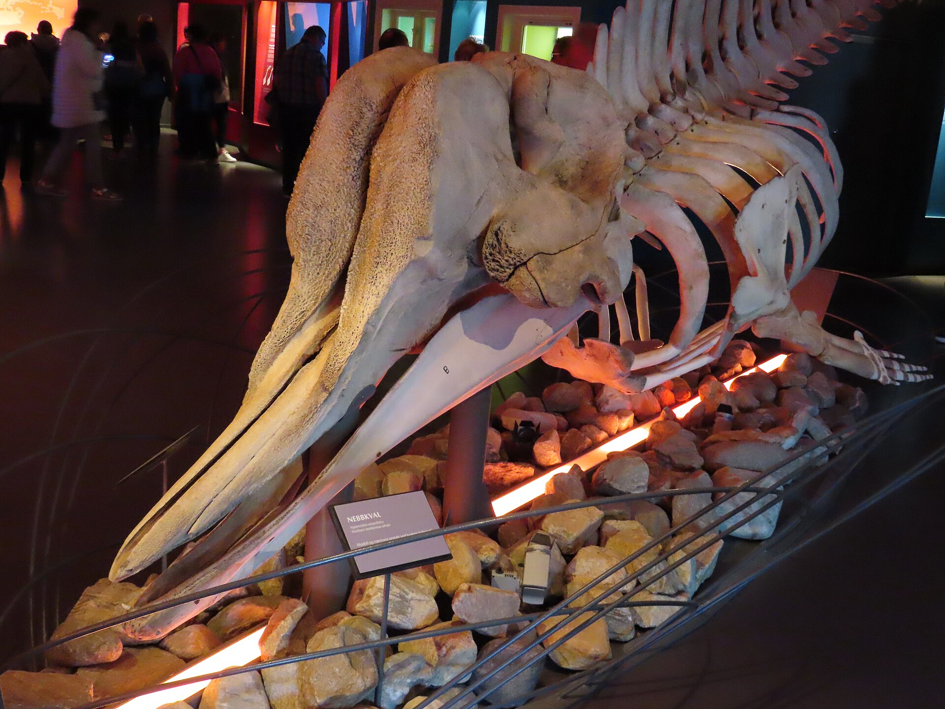 A northern bottlenose whale skeleton displayed inside Tromsø Museum