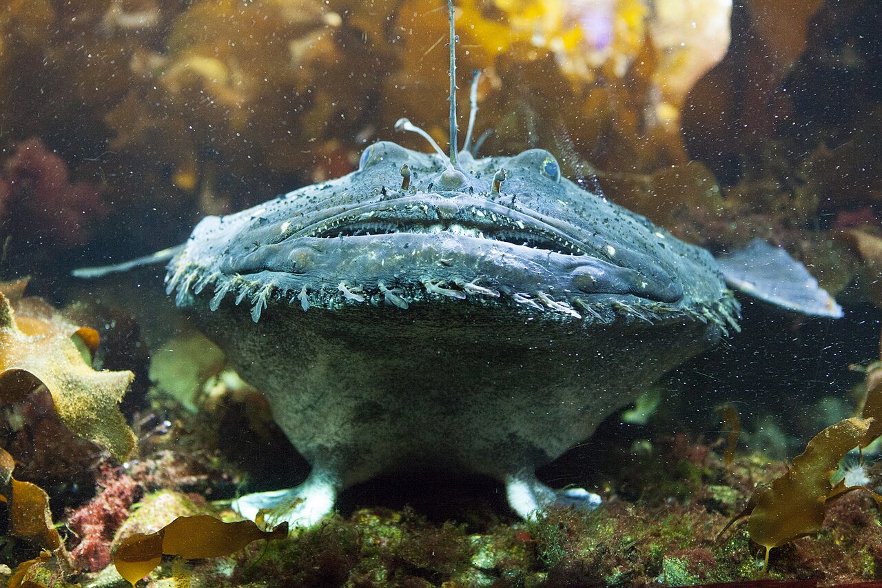 Anglerfish photographed in the Tromsø aquarium