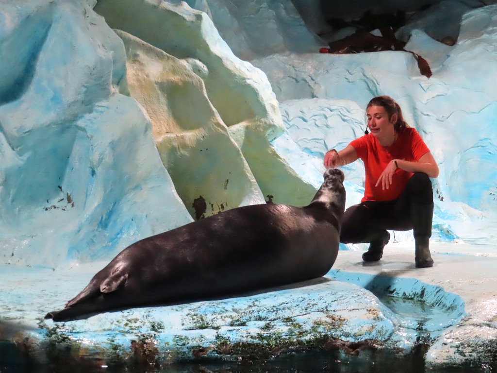 A trainer feeding a bearded seal at Polaria in Tromsø