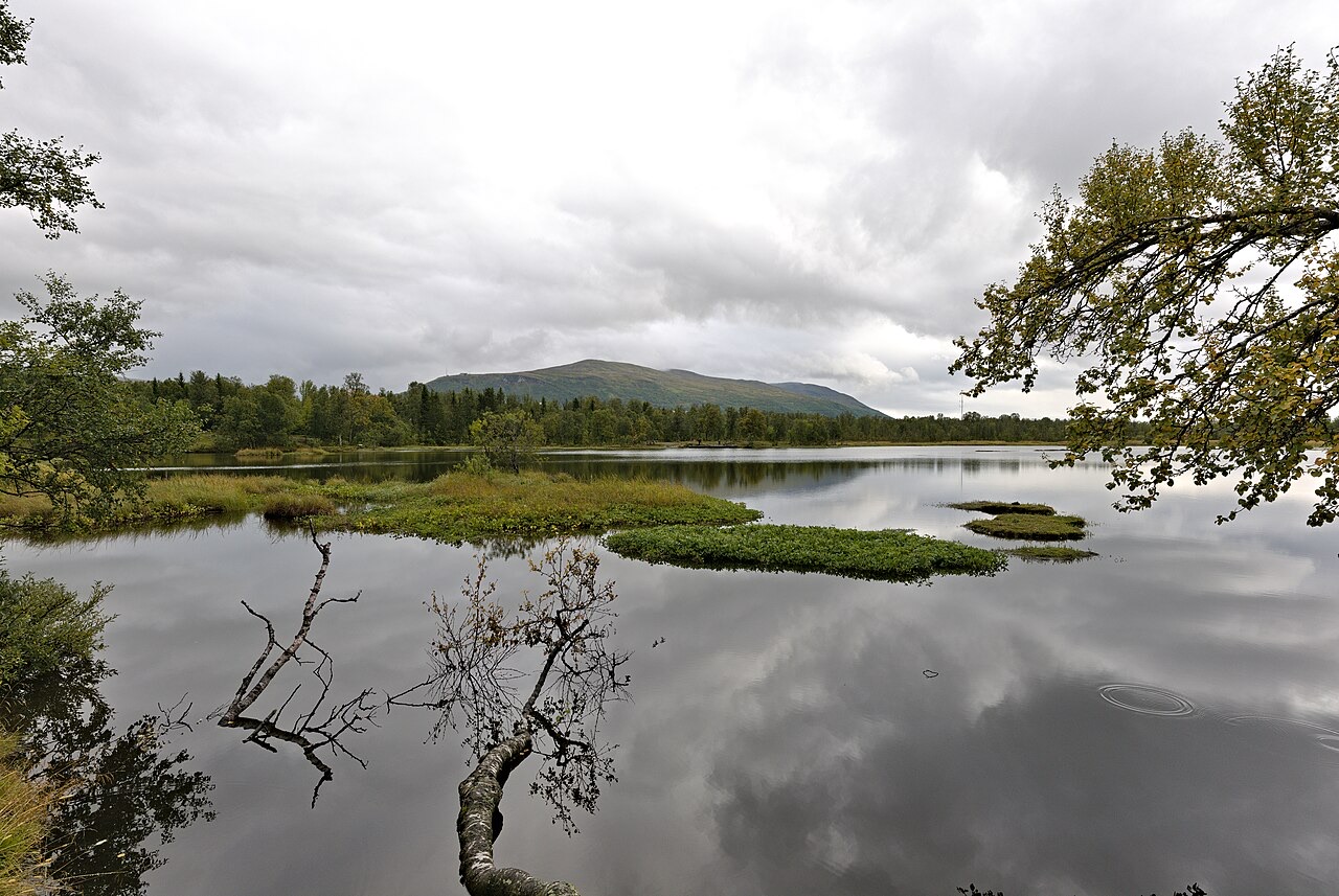 Wetland vegetation and still water at Prestvannet in early autumn