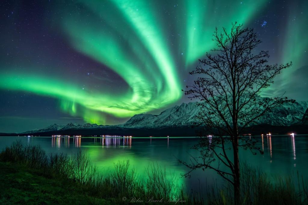 an aurora over a lake with a tree in the foreground at Lena Apartment Tromsø in Kvaløya — Lena Apartment Tromsø
