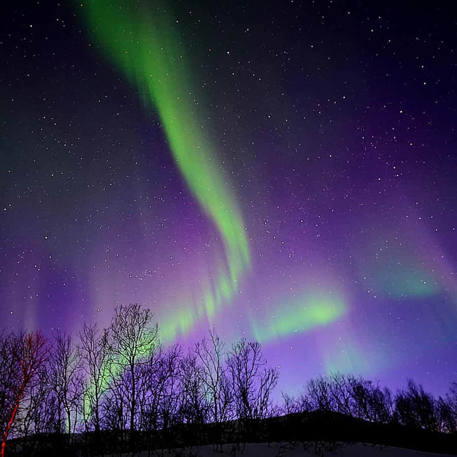 Green aurora ribbons above a dark winter landscape