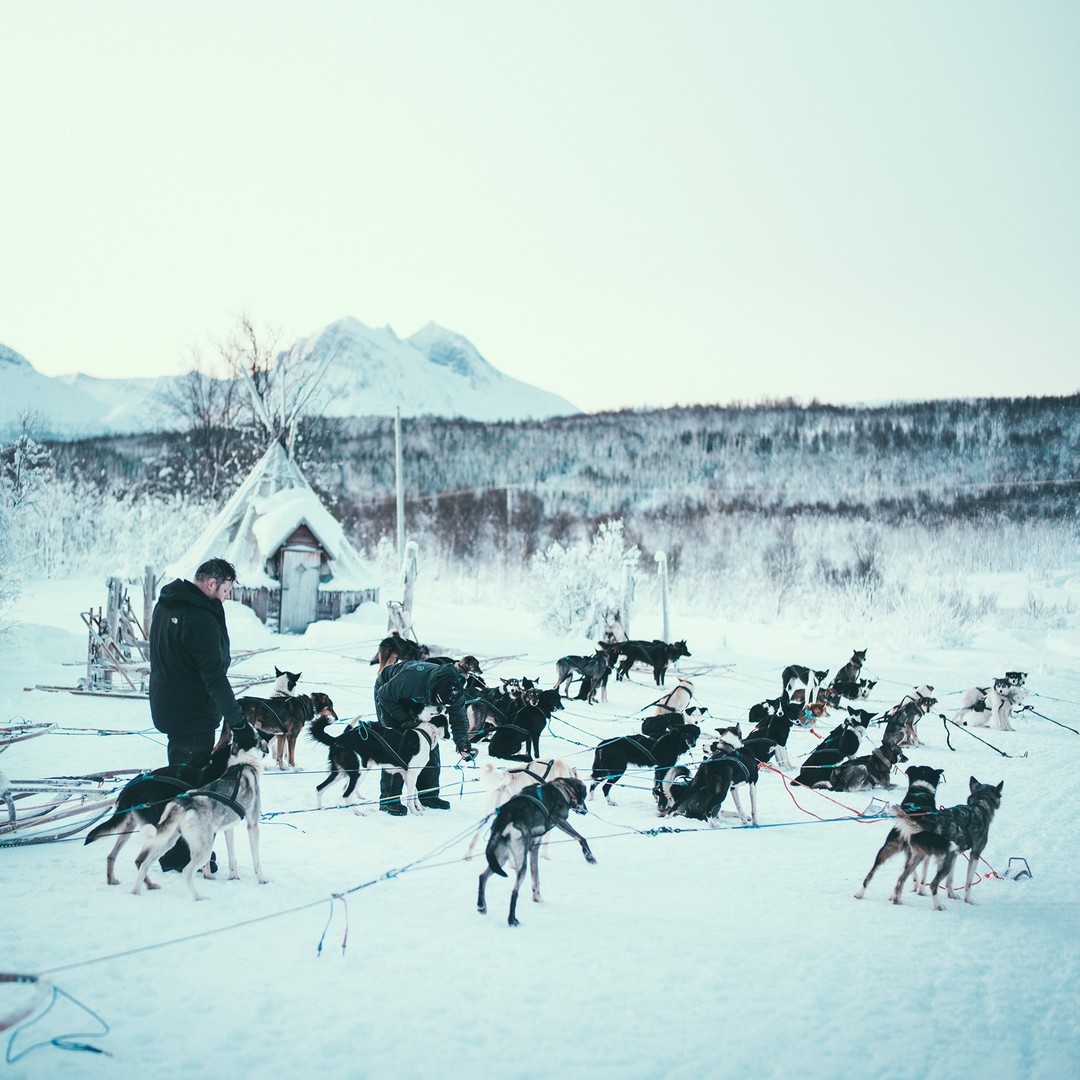 Illustrative image of a husky sled on a snowy trail