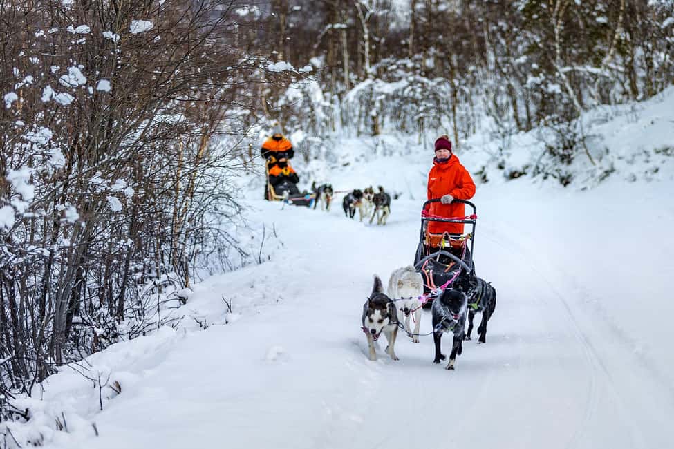 Guest driving a dog sled along a snowy trail
