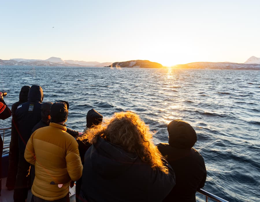 Whale-watching scene from the Rødne GetYourGuide gallery