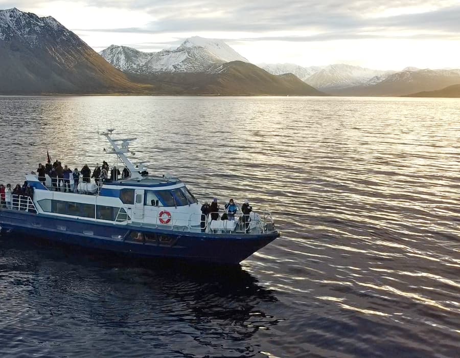 Photo from the Polar Adventures whale safari GetYourGuide gallery — photo 1 of 5