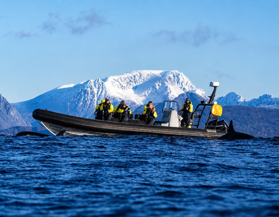 RIB whale-watching expedition in the waters near Skjervøy — photo 1 of 5