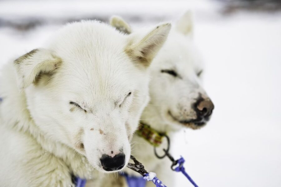 Two white huskies resting in the snow before a sledding tour