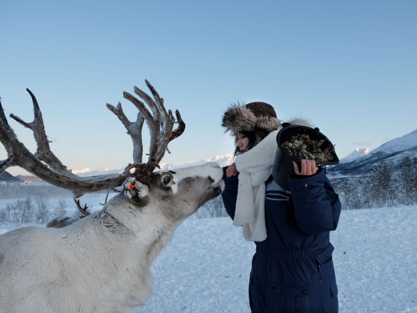 Traveller feeding a reindeer at a snowy Sámi camp near Tromsø