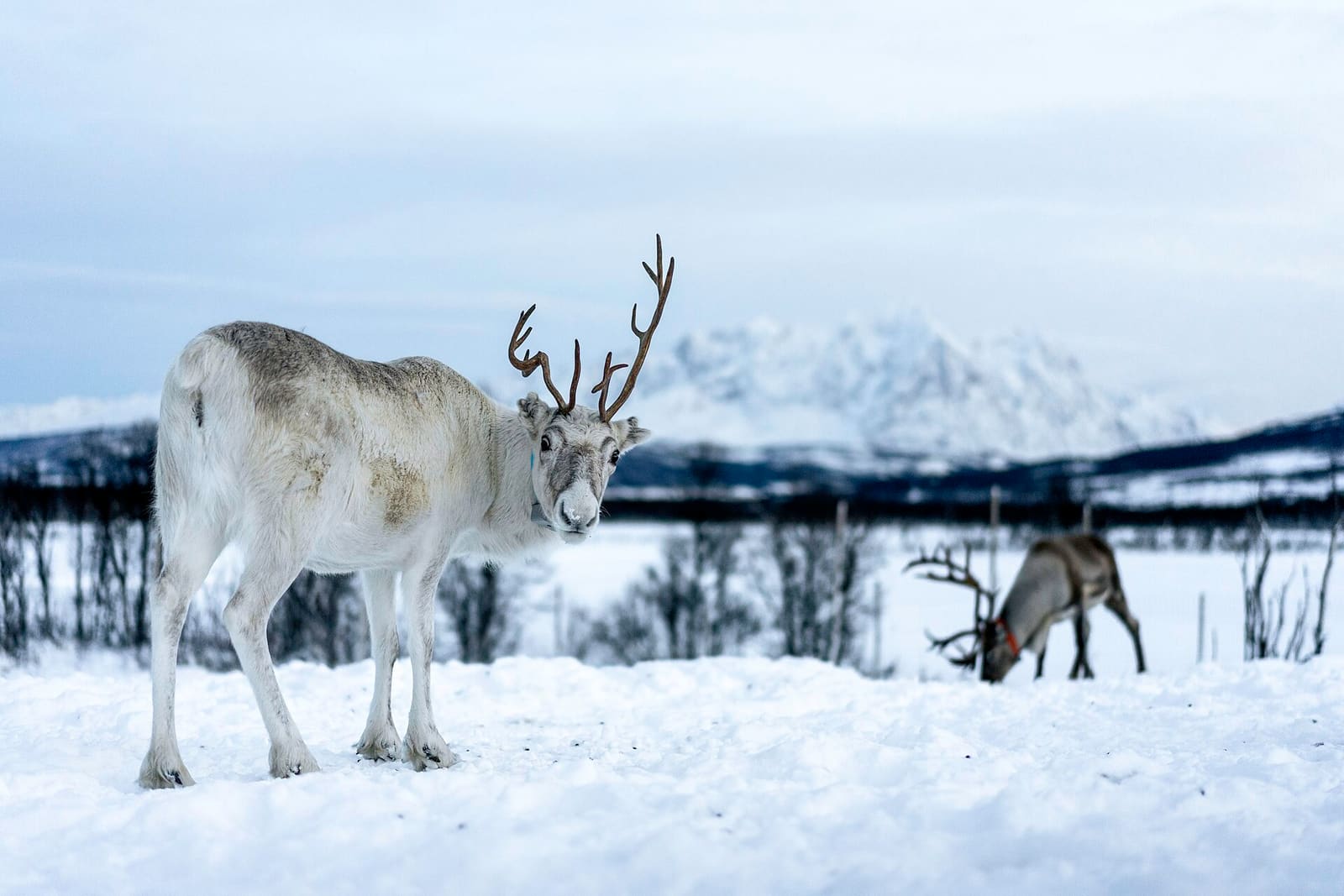 Reindeer experience in winter near Tromsø